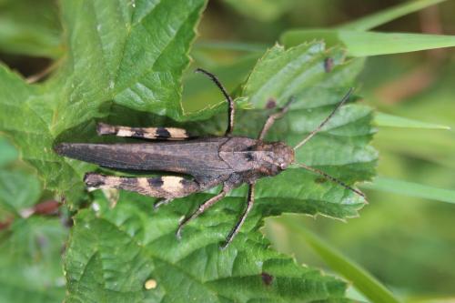 Réf. 239 797 : Psophus stridulus stridulus
